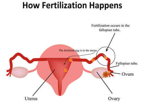Understand How Fertilization Happens | Infertility Treatment SMG Women's Health